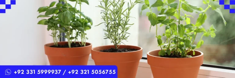 OSHAA 30-Hours Professional Diploma in Garden Herbs