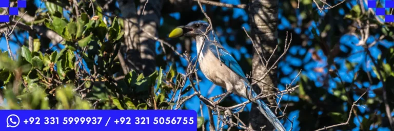 ICTQual Level 1 Award in Bird Watching Techniques