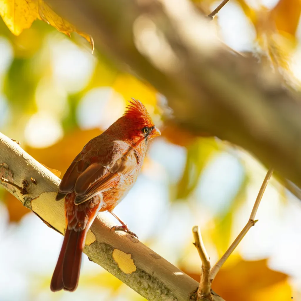 ICTQual Level 1 Award in Bird Watching Techniques