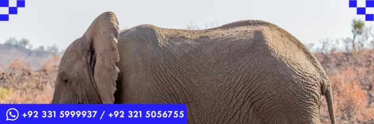 ICTQual Level 1 Award in Mammalogy and Large Mammals Study Techniques