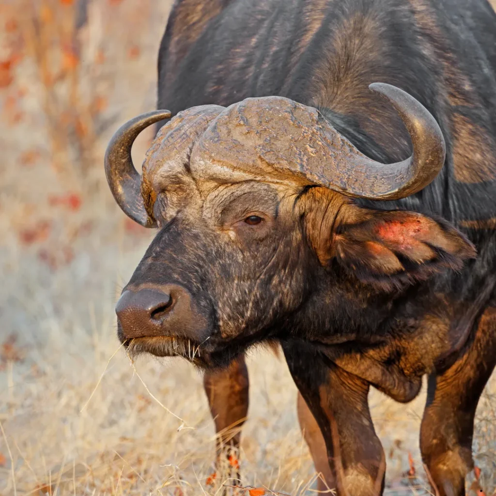 ICTQual Level 1 Award in Mammalogy and Large Mammals Study Techniques