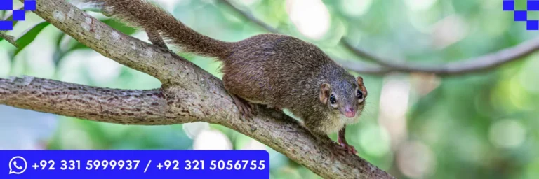 ICTQual Level 1 Award in Mammalogy and Small Mammals Study Techniques