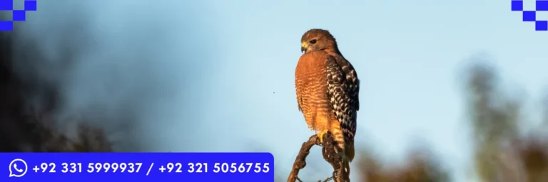 ICTQual Level 1 Award in Wildlife Photography Field Techniques