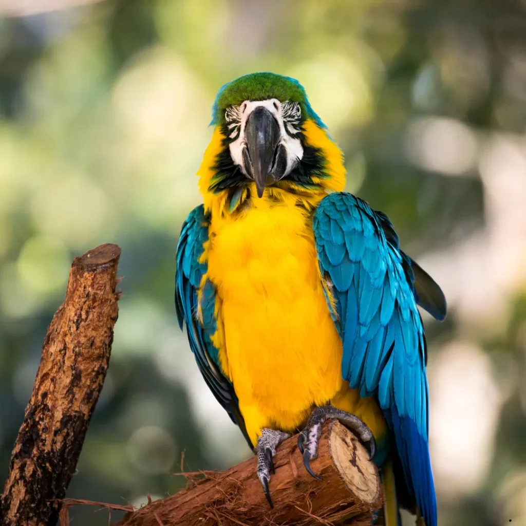 ICTQual Level 1 Award in Wildlife Photography Field Techniques