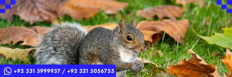 ICTQual Level 2 Award in Animal Behavior and Adaptations