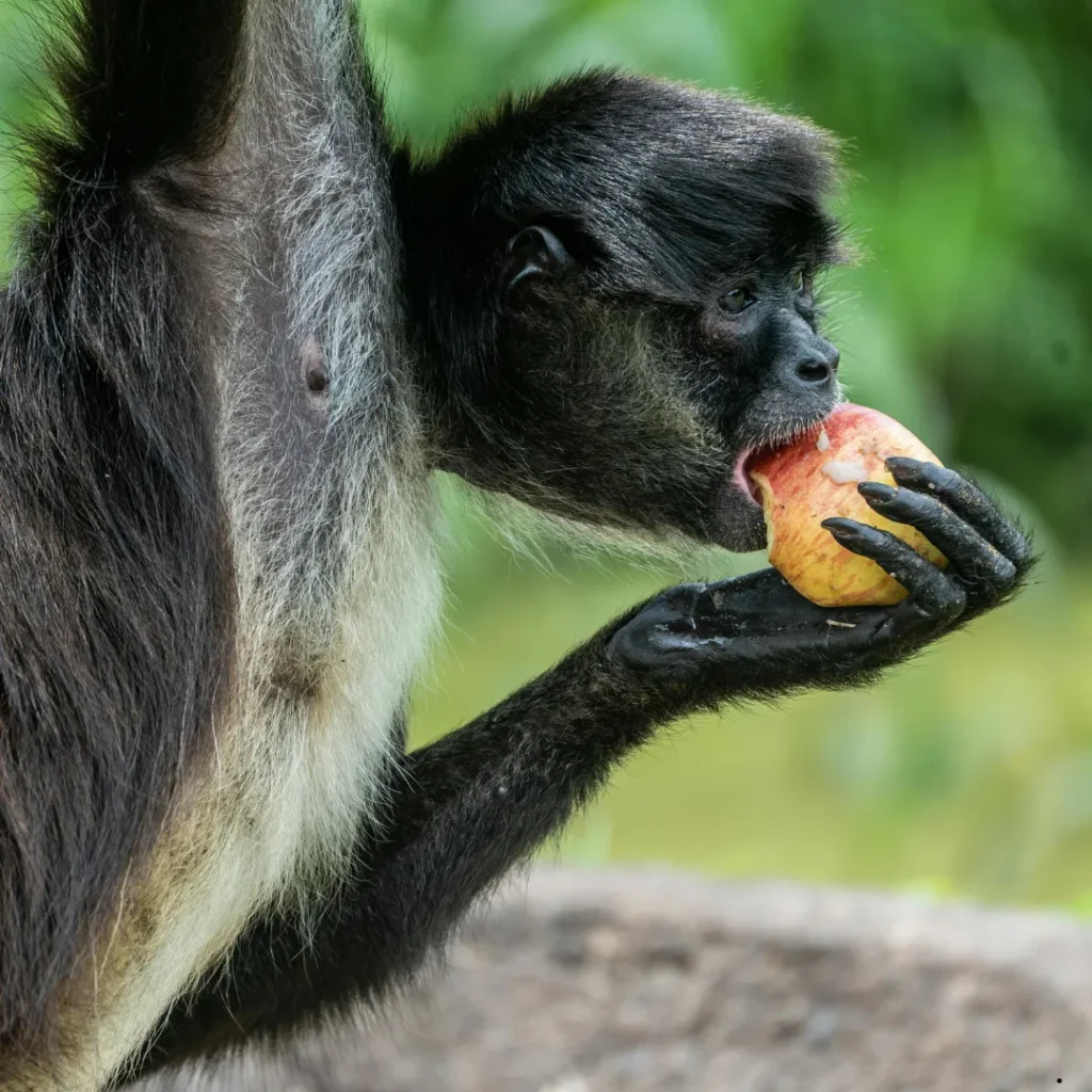 ICTQual Level 2 Award in Animal Behavior and Adaptations