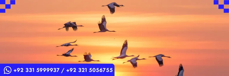 ICTQual Level 2 Award in Bird Watching Techniques