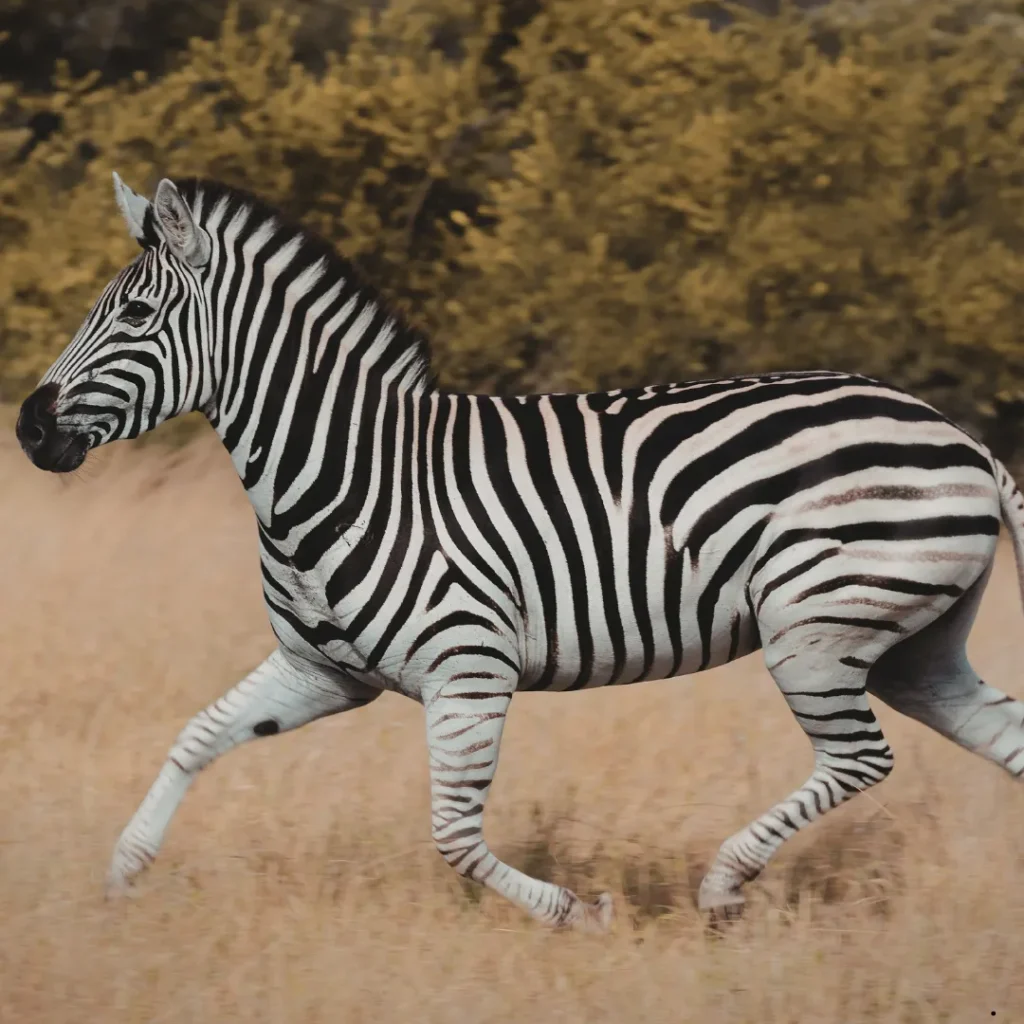 ICTQual Level 2 Award in Wildlife Habitat Analysis