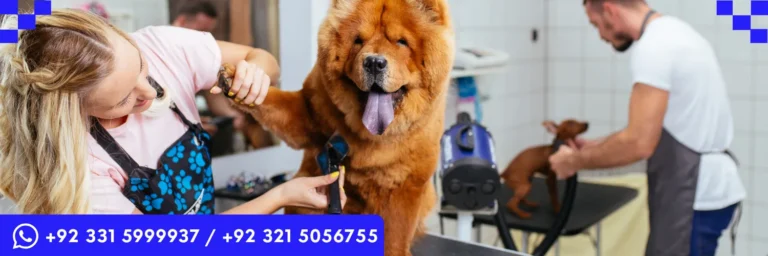 ICTQual Level 2 Certificate for Dog Grooming Assistants