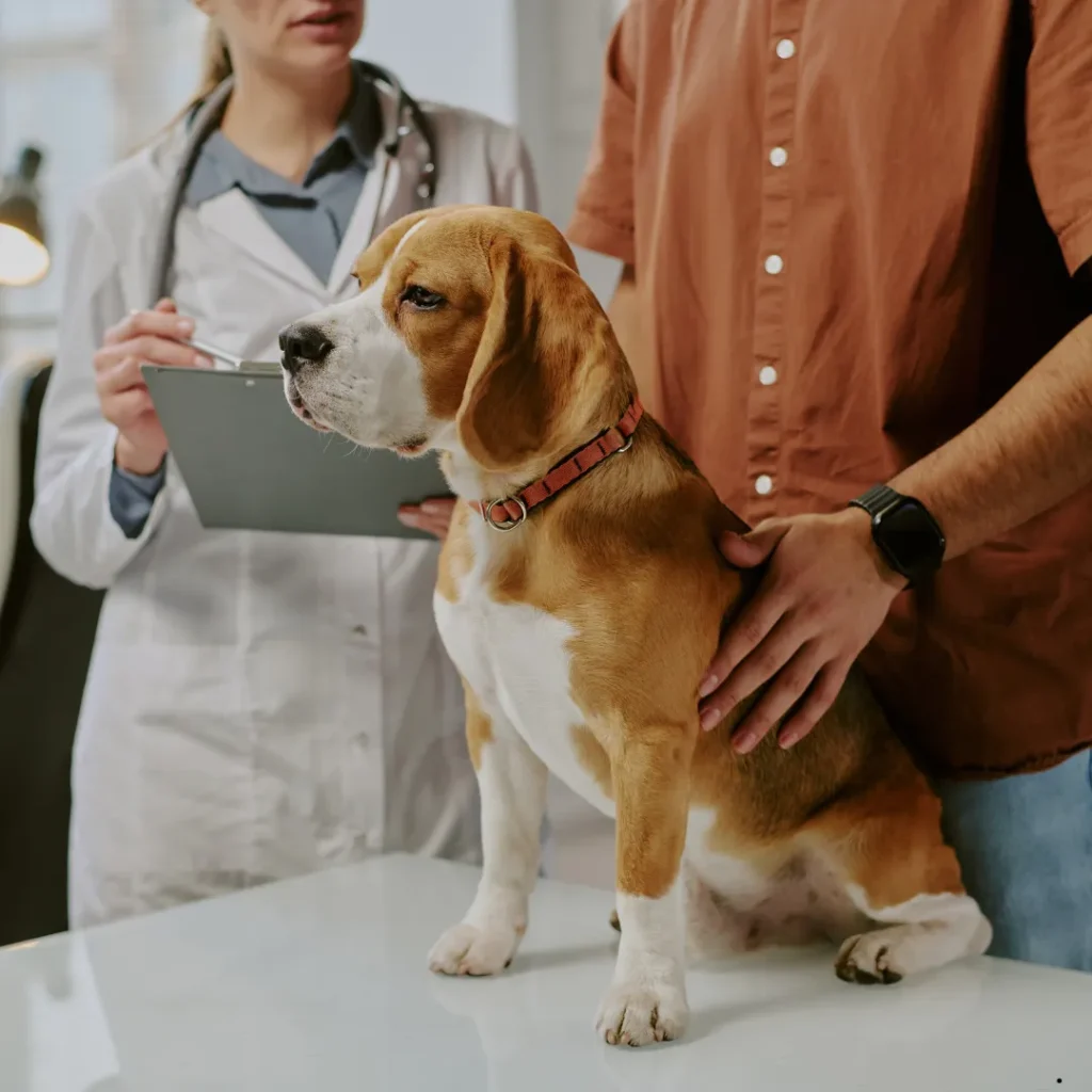 ICTQual Level 2 Certificate for Dog Grooming Assistants