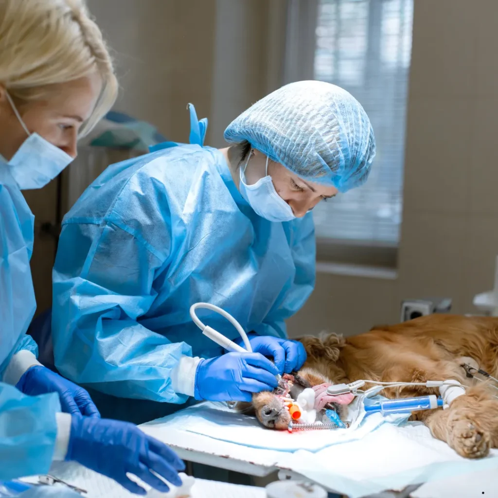 ICTQual Level 2 Certificate in Assisting Veterinary Surgeons in Monitoring Anaesthetised and Sedated Companion Animals