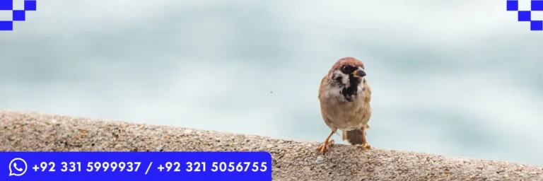 ICTQual Level 3 Award in Bird Watching Techniques