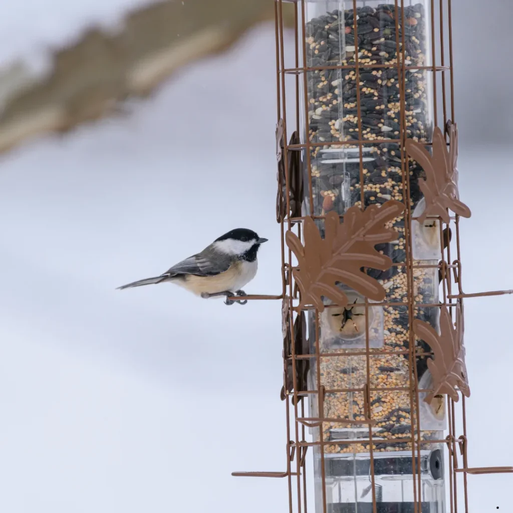 ICTQual Level 3 Award in Bird Watching Techniques