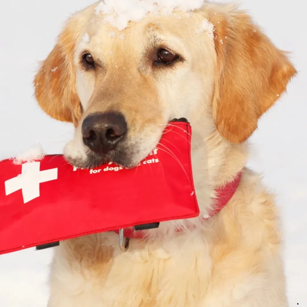 ICTQual Level 3 Award in Canine First Aid
