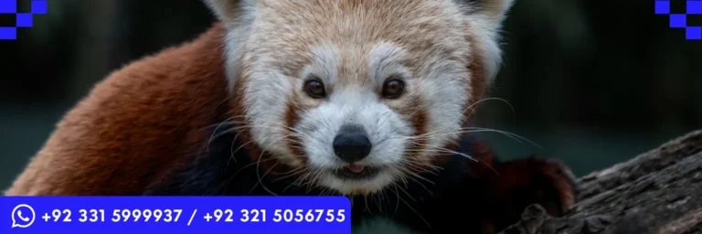 ICTQual Level 3 Award in Captive / Conservation Breeding Techniques