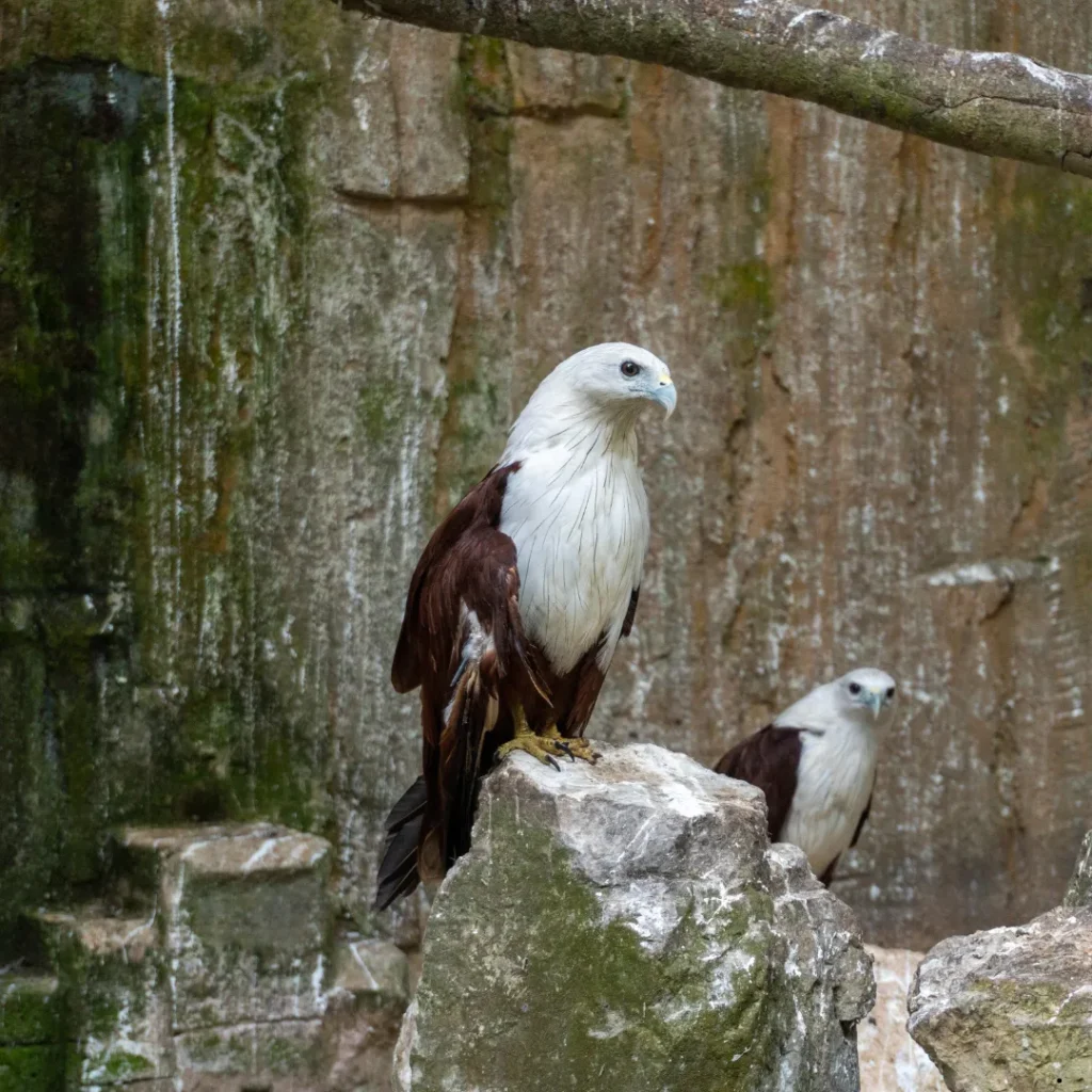 ICTQual Level 3 Award in Captive / Conservation Breeding Techniques