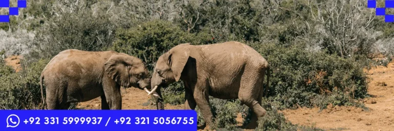 ICTQual Level 3 Award in Mammalogy and Large Mammals Study Techniques