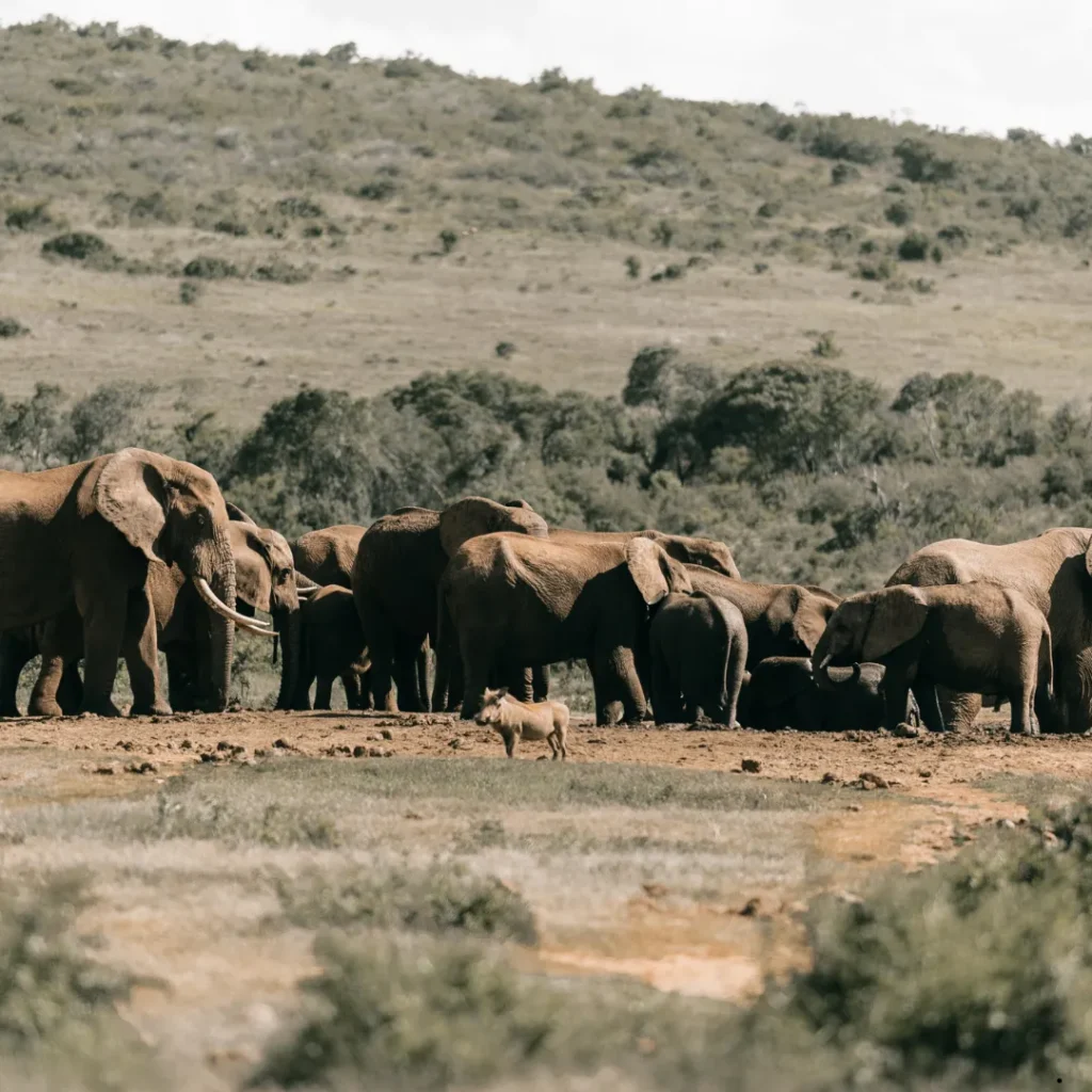 ICTQual Level 3 Award in Mammalogy and Large Mammals Study Techniques
