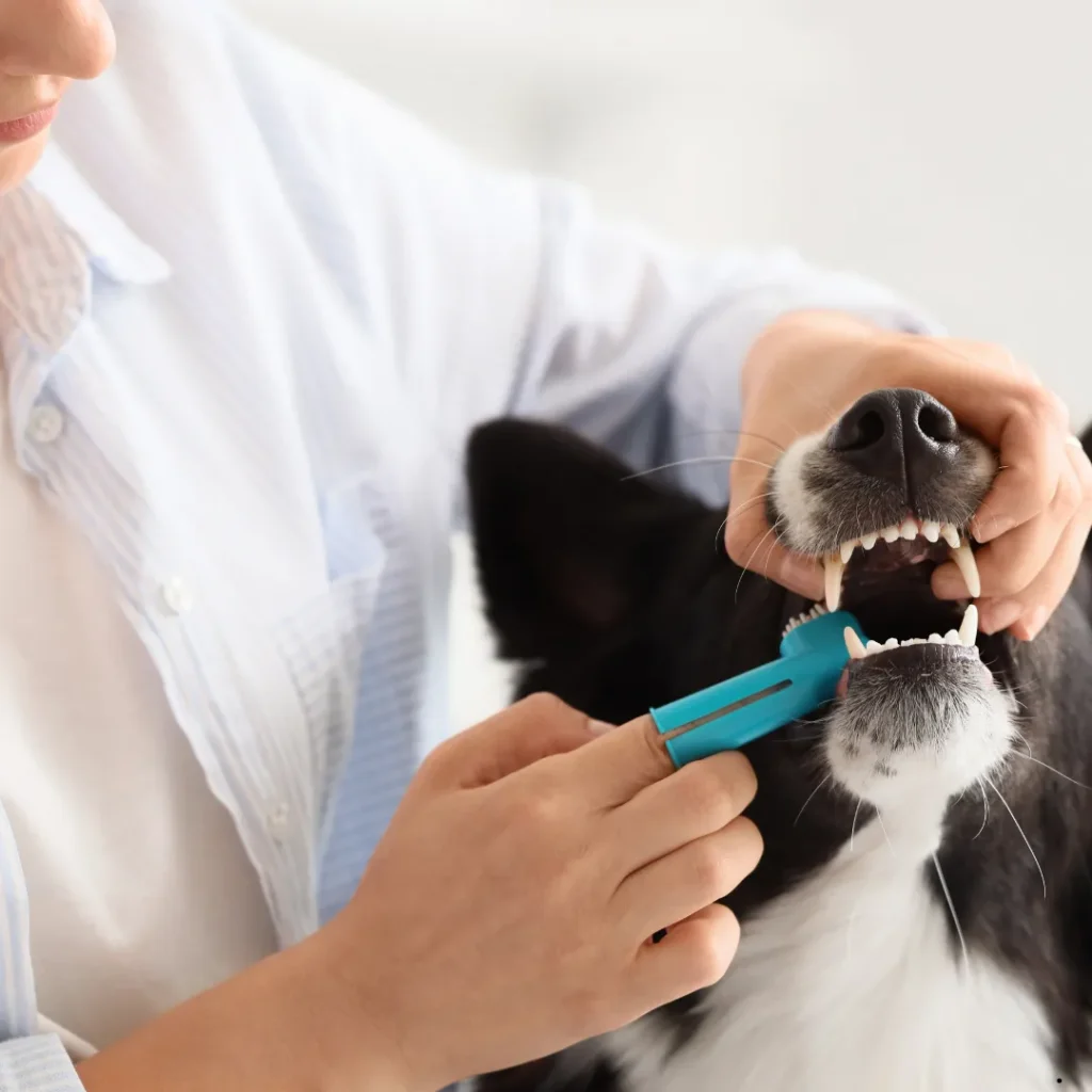 ICTQual Level 3 Award in Preventative Canine Dental Care and Oral Hygiene