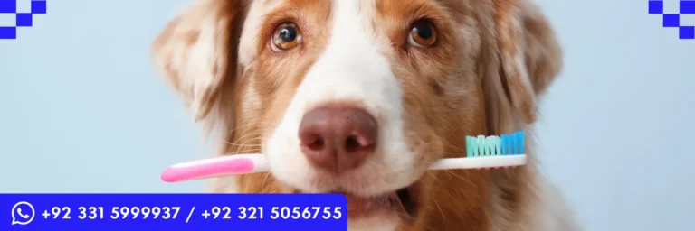 ICTQual Level 3 Award in Preventative Canine Dental Care and Oral Hygiene