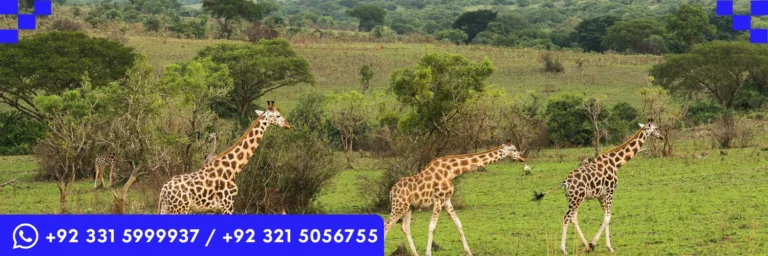 ICTQual Level 3 Award in Principles of Wildlife Management