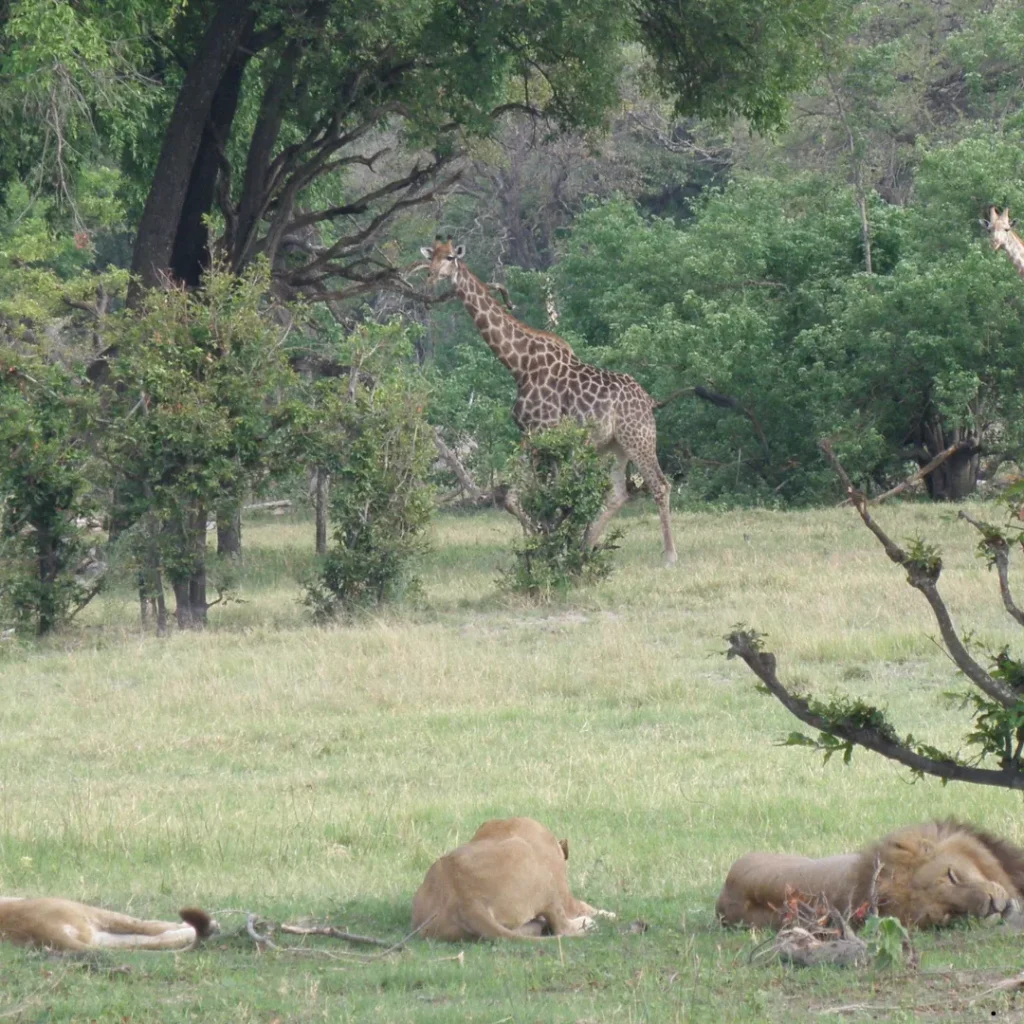 ICTQual Level 3 Award in Wildlife Habitat Analysis