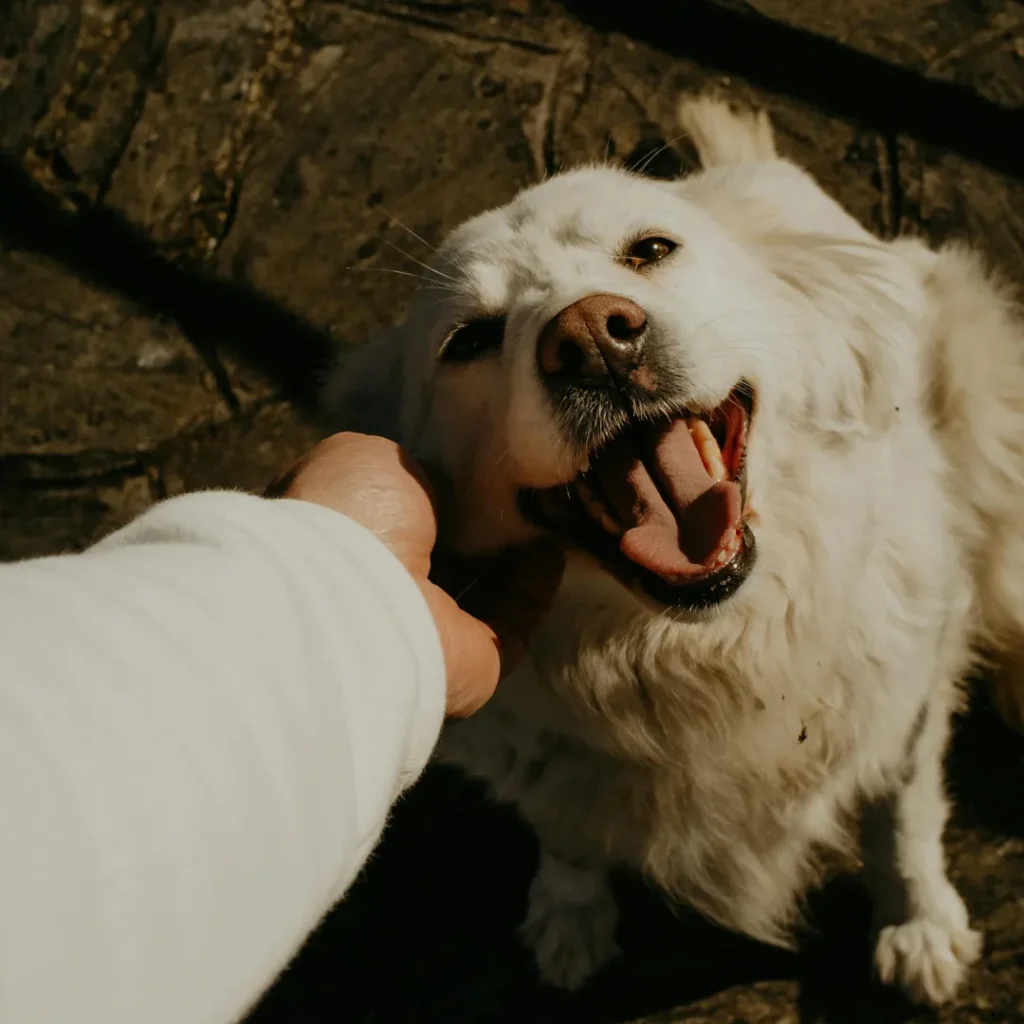 ICTQual Level 3 Award in the Licensing of Selling Animals as Pets