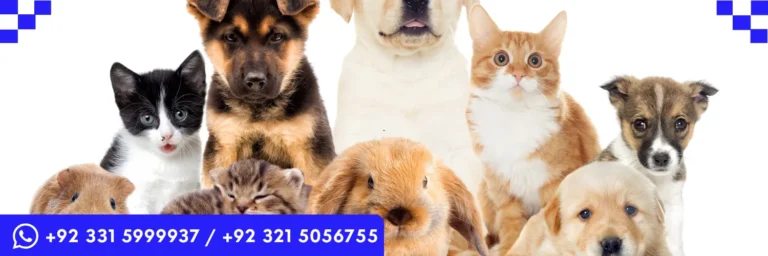 ICTQual Level 3 Award in the Licensing of Selling Animals as Pets