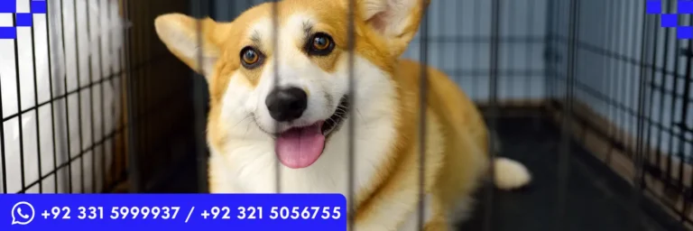 ICTQual Level 3 Certificate in Animal Behavior and Adaptations