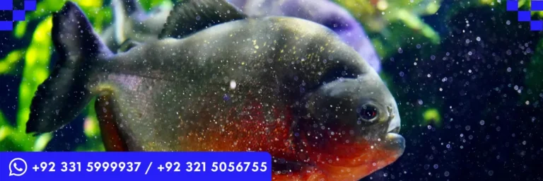 ICTQual Level 3 Certificate in Ichthyological Survey Techniques