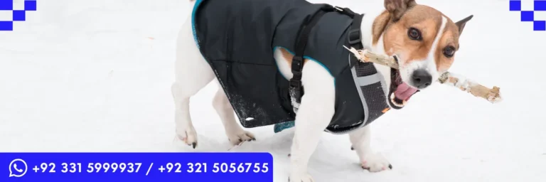 ICTQual Level 3 Certificate in Licensing of Animal Activities