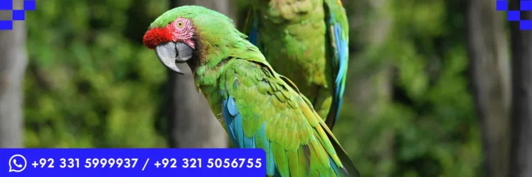 ICTQual Level 3 Certificate in Ornithology Survey Techniques