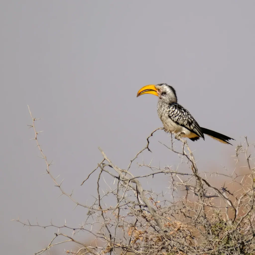 ICTQual Level 3 Certificate in Ornithology Survey Techniques