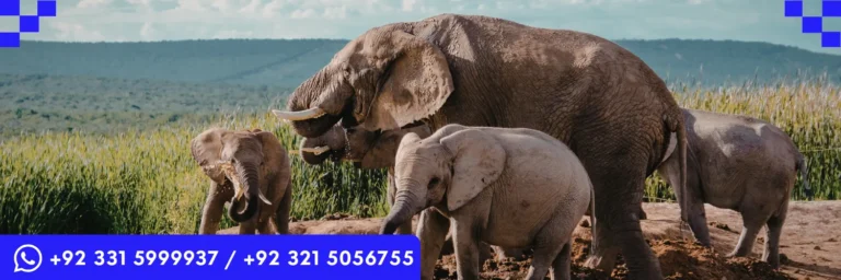 ICTQual Level 3 Certificate in Wildlife Habitat Analysis