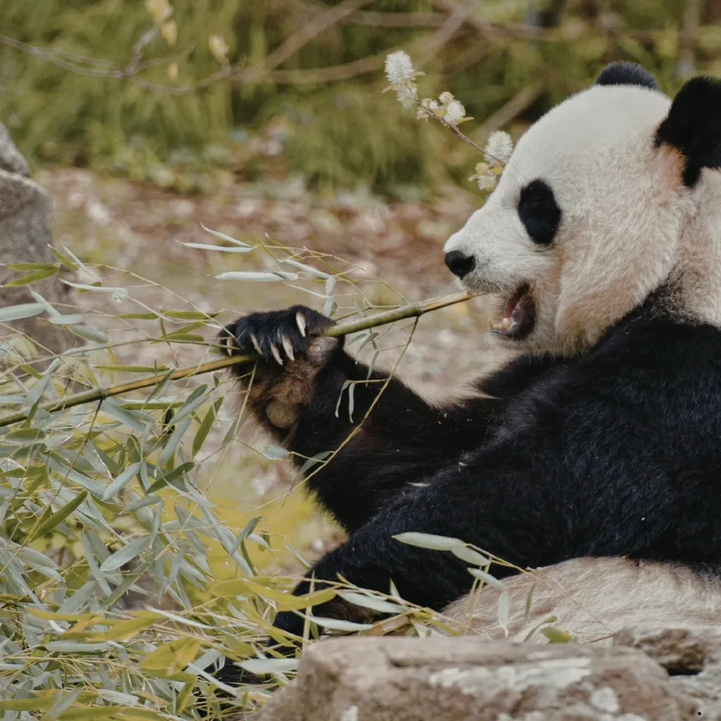 ICTQual Level 3 Certificate in Wildlife Habitat Analysis