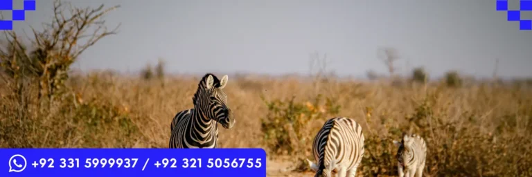 ICTQual Level 3 Certificate in Wildlife Population Assessment Techniques