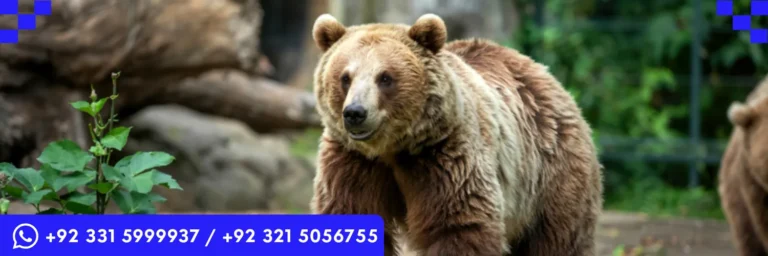 ICTQual Level 3 Certificate in Zoo Management and Animal Keeping