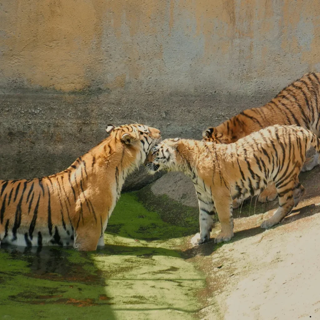 ICTQual Level 3 Certificate in Zoo Management and Animal Keeping