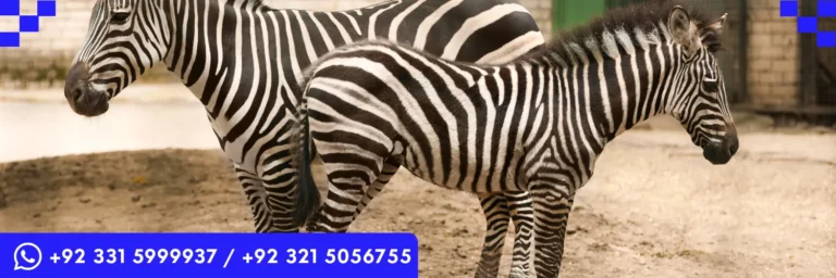 ICTQual Level 3 Certificate in Zoo Management and Animal Keeping