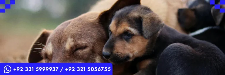 ICTQual Level 3 Diploma in Animal Rights and Wildlife Legislation