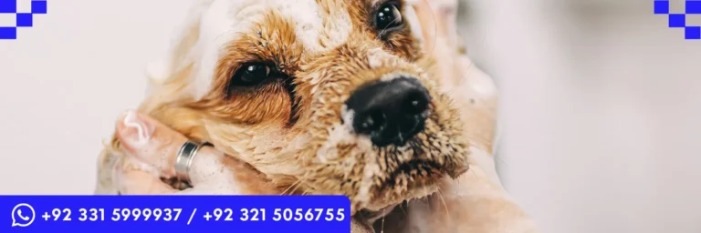 ICTQual Level 3 Diploma in Dog Grooming