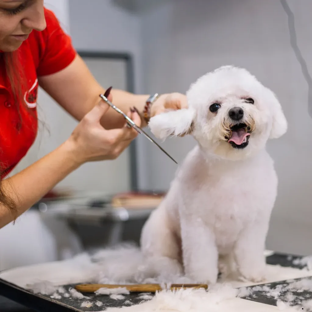 ICTQual Level 3 Diploma in Dog Grooming