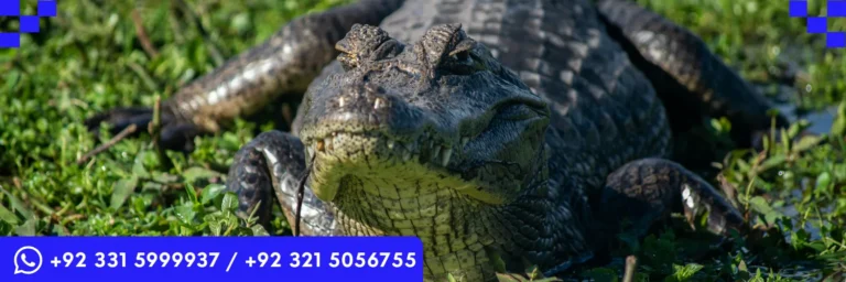 ICTQual Level 3 Diploma in Herpetology and Herpetological Survey Techniques