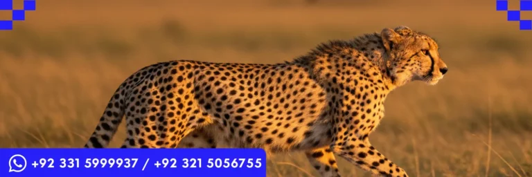 ICTQual Level 3 Diploma in Principles of Wildlife Management