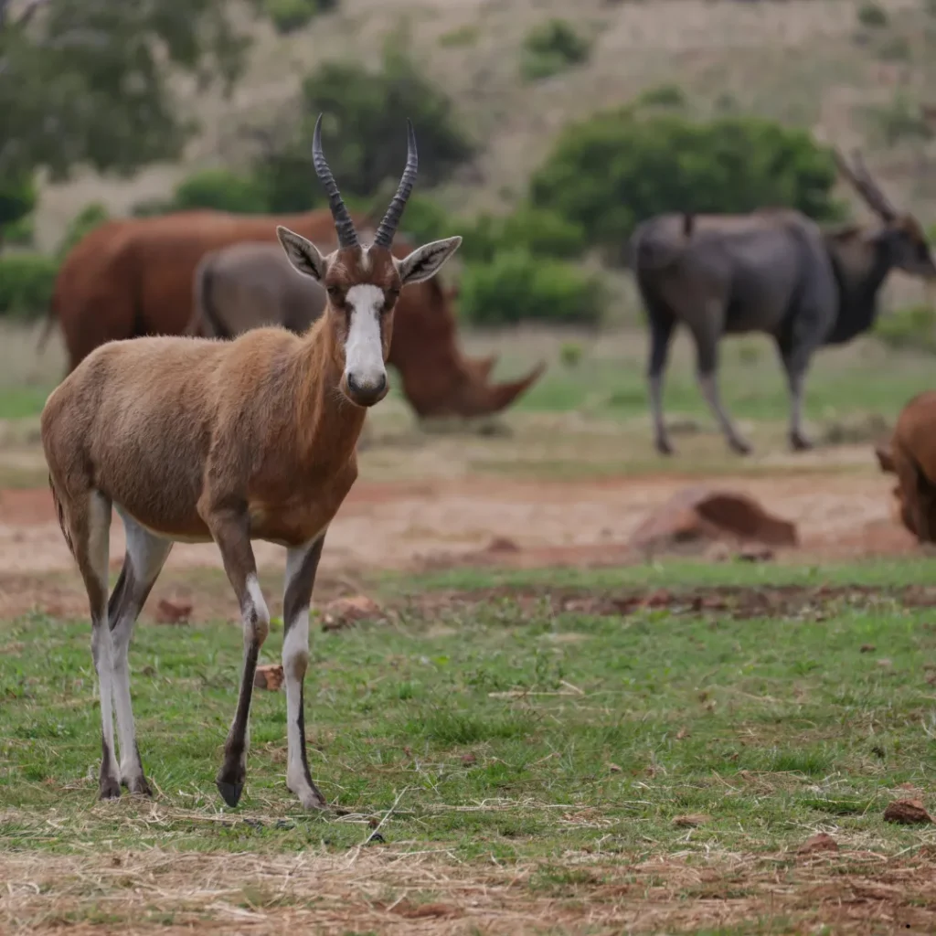 ICTQual Level 3 Diploma in Principles of Wildlife Management