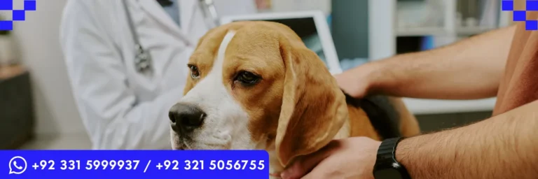 ICTQual Level 3 Diploma in Veterinary Nursing (Equine)