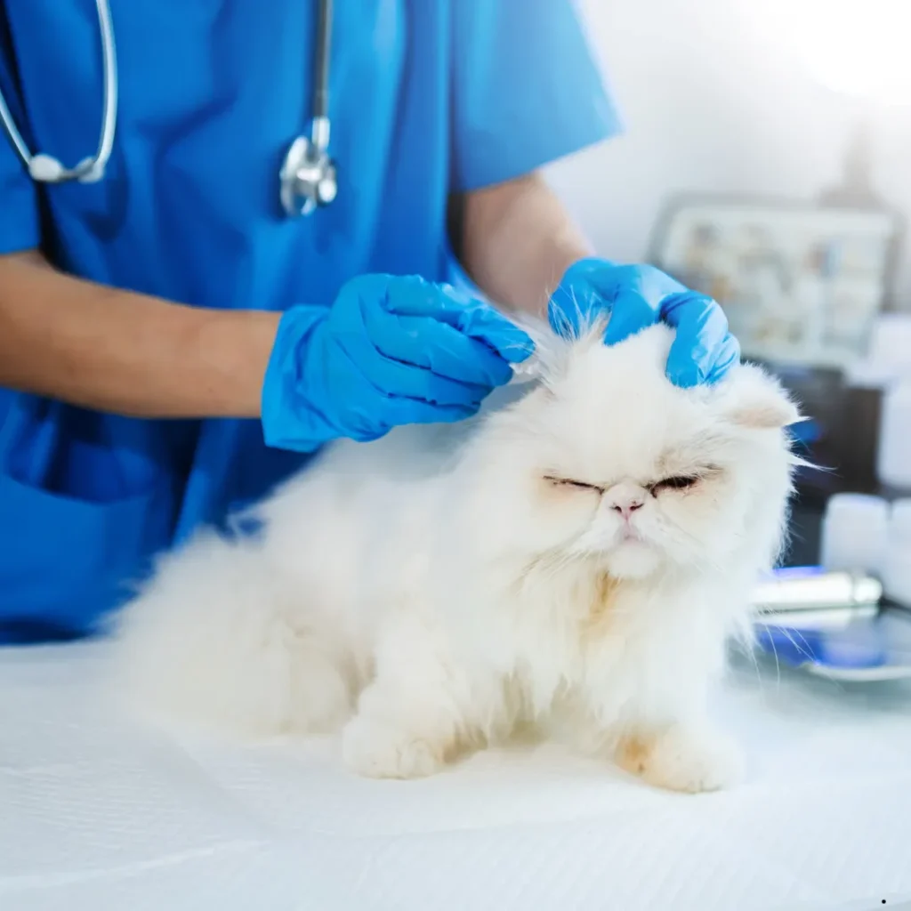 ICTQual Level 3 Diploma in Veterinary Nursing (Equine)