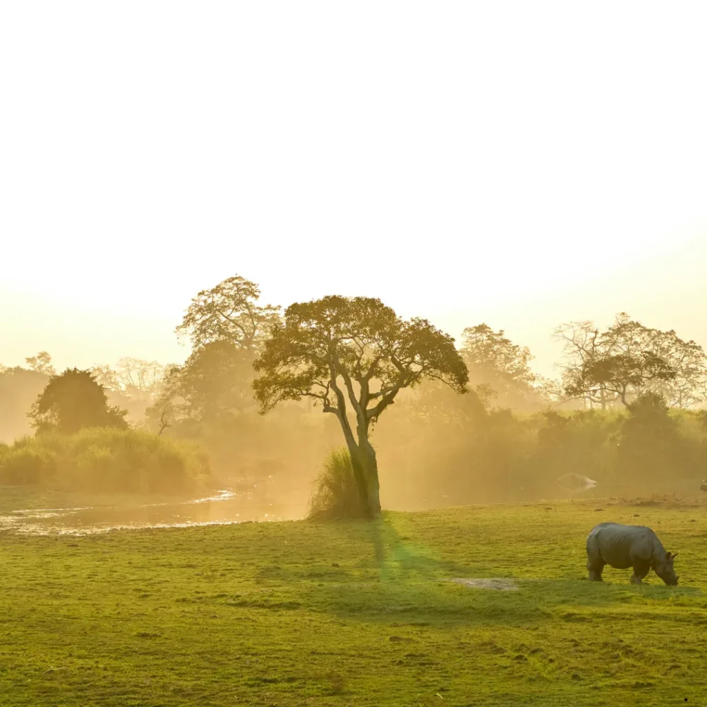 ICTQual Level 3 Diploma in Wildlife Damage Control