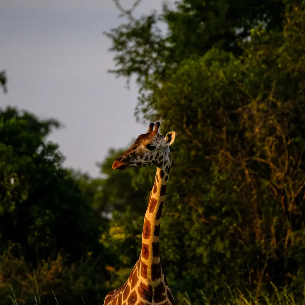 ICTQual Level 3 Diploma in Wildlife Damage Control