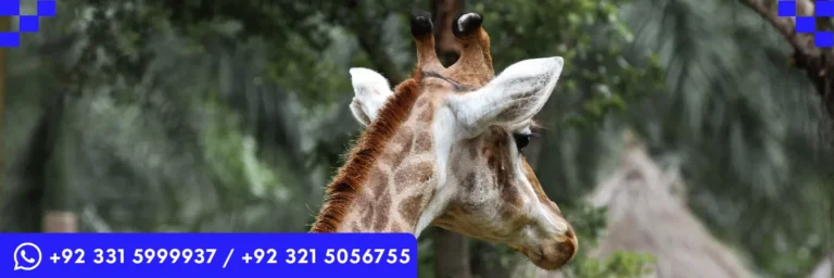 ICTQual Level 3 Diploma in Wildlife Damage Control